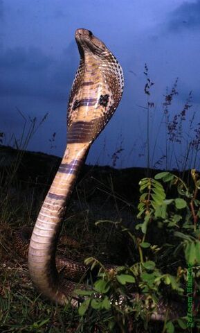 Fichier:Cobra hood.jpg