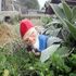 Sniper Gnome