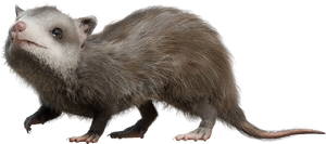 Alphadon