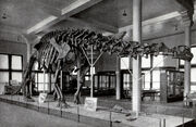 Sharp lull brontosaurus