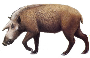 Kubanochoerus