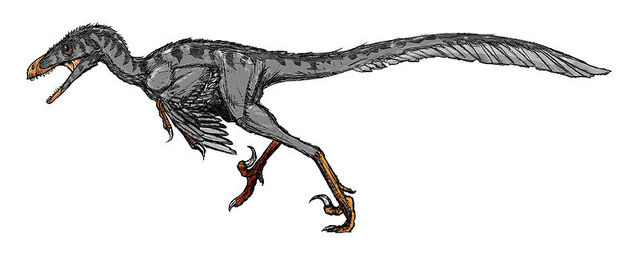 File:800px-Bambiraptor.jpg