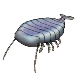 Sidneyia