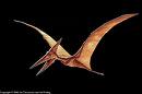 File:Pteranodon 12.jpg