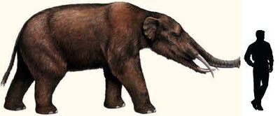 Gomphotherium.jpg