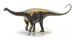 Dfj