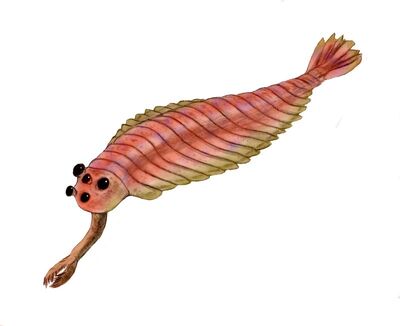 Opabinia2