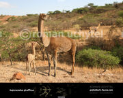 Aepycamelus2