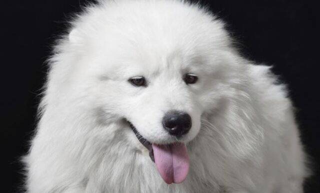 File:Debbie Mascot.jpg