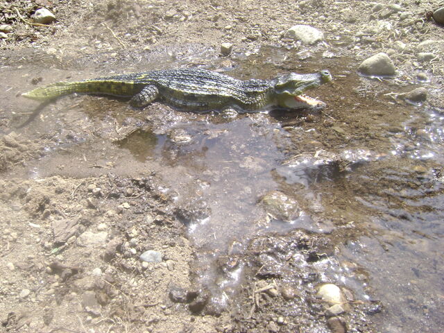 File:DSC04460.jpg