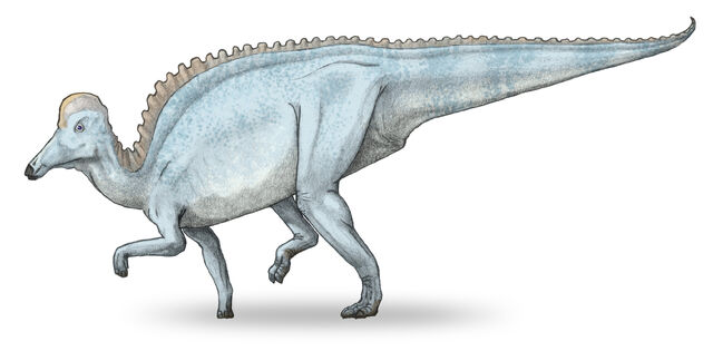 Datei:Amurosaurus dinosaur.wiki.jpg