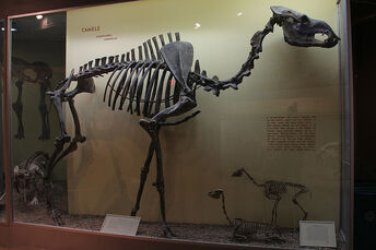 Giant camel