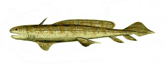 Datei:Orthacanthus senckenbergianus dinosaur.wiki.jpg
