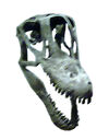 Brachiosaurus dinosaur.wiki Schädel