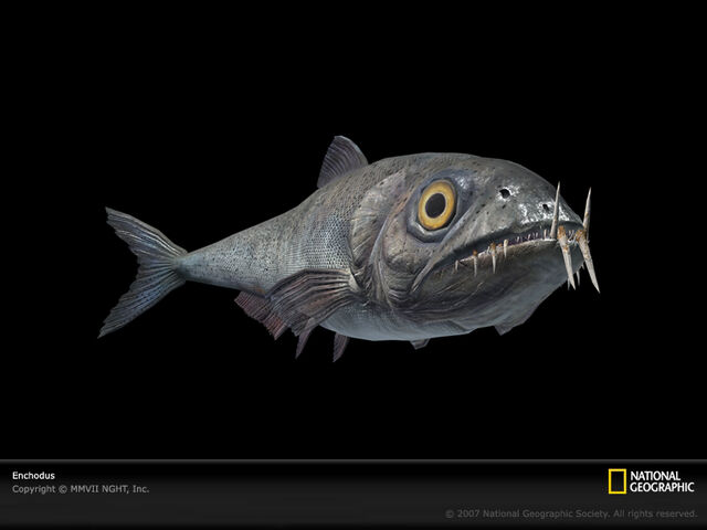 File:Enchodus-sw.jpg