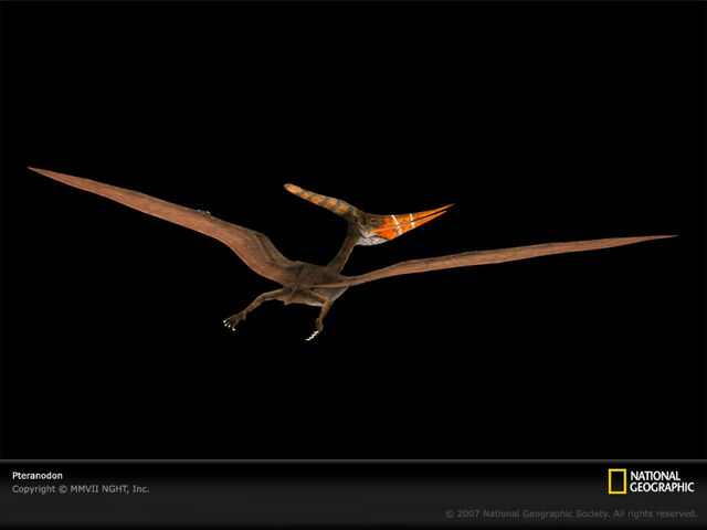 File:Pteranodon-sw.jpg