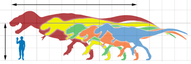 File:Tyrannosauridaescale blank.png