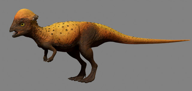 File:Pachy1.jpg