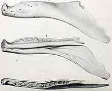 220px-Labrosaurus