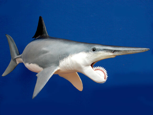 File:Helicoprion.jpg