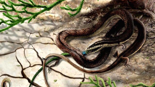 File:Tetrapodophis eating a salamander.jpg