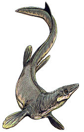 PlioplatecarpusInfobox
