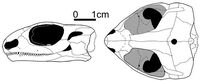 Candelaria barbouri skull