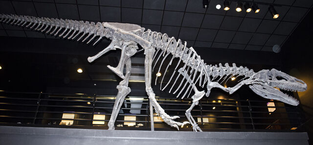 File:Big Al Allosaurus.jpg