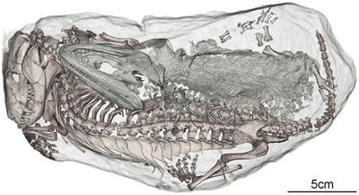 Aetobarbakinoides