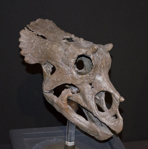 File:Juvenile Triceratops.jpg
