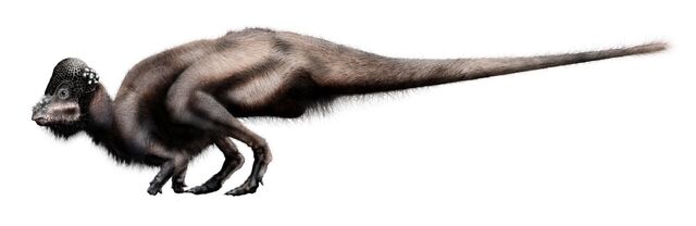 File:Pachy.jpg