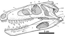 Sphenosuchus skullside