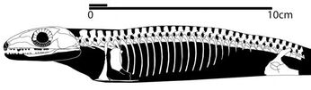 Coelostegus prothales skeleton