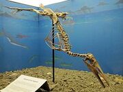 250px-Hesperornis regalis (1)