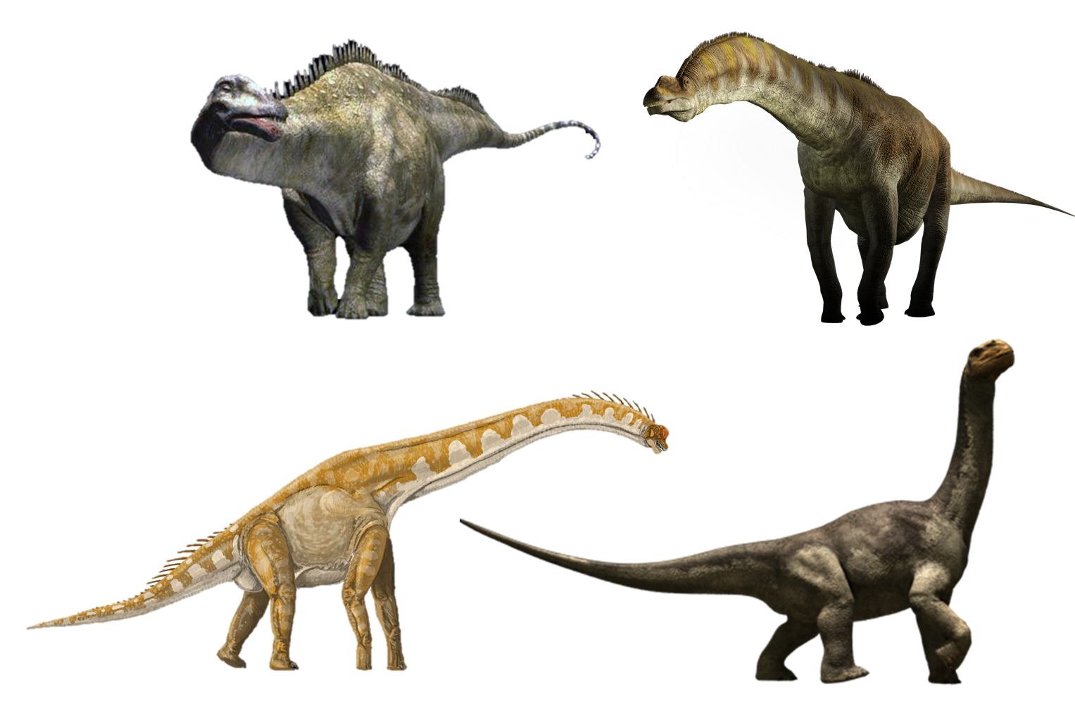 Sauropoda | Dinopedia | FANDOM powered by Wikia