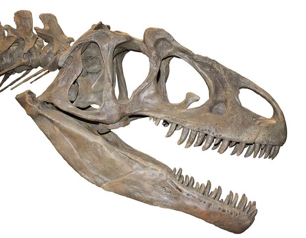 File:Allosaurus berlin 614 12ad.jpg