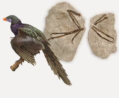 Koreanarchaeopteryx