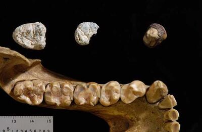 Chororapithecus abyssinicus