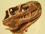 Euparkeria2-001