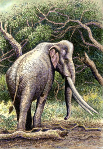 File:PalaeoloxodonReckiIllustration.jpg