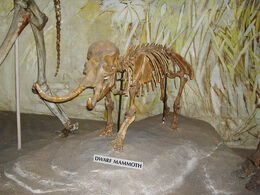 Palaeoloxodon falconeri