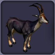 Bluebuck2