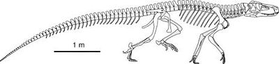 Rauisuchus