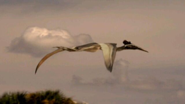 File:Quetzalcotlus flying high.jpg