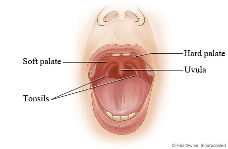 File:Palate.jpg