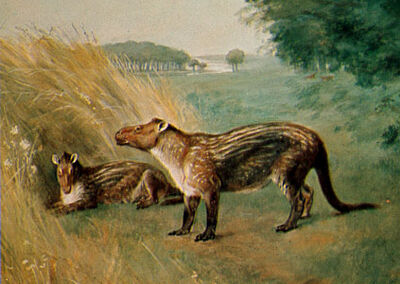 Knight Phenacodus