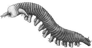 Aysheaia
