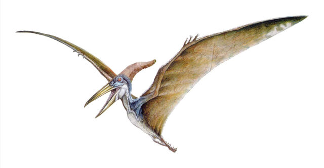 File:Pteranodon hernandez.jpg