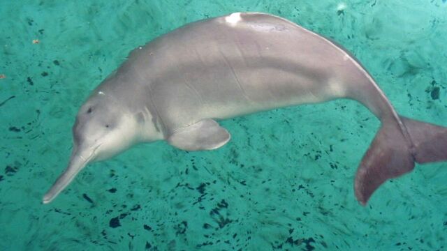 File:Extinct Dolphin.jpg