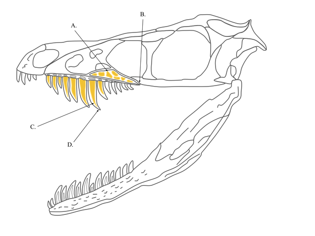 File:Sinornithosaurus Skull.png